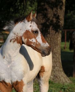 CQ2R0069 Appaloosa Foals, Topstep Farm, TX