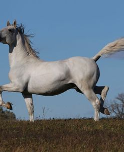 CQ2R0904 Lipizzaner Stallion – Favory V1 Airiella – The Tempel Lipizzans, IL