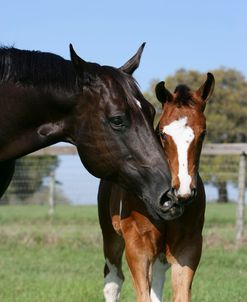 XR9C6789 Quarter Horse Mare – Convict – & Tobiano Paint Foal – Major – Painted Feather Farm, FL