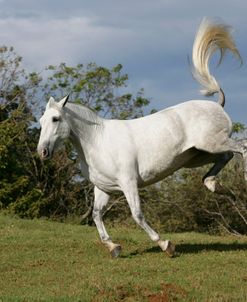 XR9C9156 P.R.E. Andalucian Mare – Rumba – Yeguada La Canada, Costa Rica