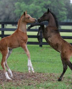 XR9C5022 Behaviour, Arab Foals Playing, Hennessy Arabians, FL