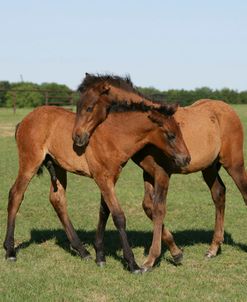 XR9C5119 Andalucian Foals Playing, Herradura Andalucians, TX