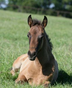 XR9C5157 Andalucian Foal Lying Down, Herradura Andalucians, TX