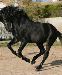 XR9C5725 Andalucian Stallion – Revoltoso – Yeguada Pedro Pons, Majorca