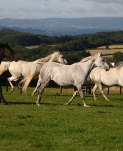 1Z5F0331 Arab, Warren Hill Arabians, Wales