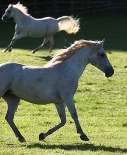 1Z5F0371 Arab, Warren Hill Arabians, Wales