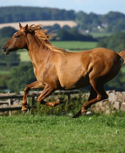 1Z5F0502 Arab, Warren Hill Arabians, Wales