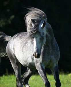 1Z5F0552 Arab Stallion, Warren Hill Arabians, Wales