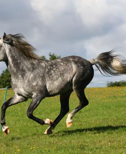 1Z5F0640 Arab Stallion, Warren Hill Arabians, Wales