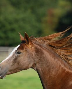 1Z5F0039 Arab, Warren Hill Arabians, Wales