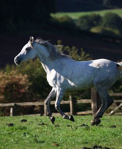 1Z5F0080 Arab, Warren Hill Arabians, Wales