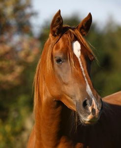 1Z5F0110 Arab, Warren Hill Arabians, Wales