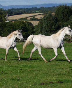 1Z5F0263 Arab, Warren Hill Arabians, Wales