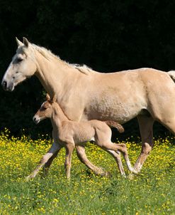 A21C7960 Bashkir Curly Mare & Foal, Butts Farm, UK