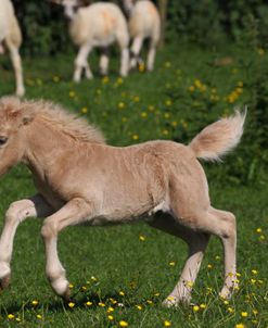 A21C8098 Shetland Foal, Butts Farm, UK