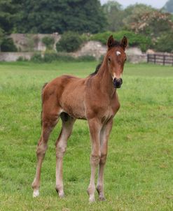 A21C8471 Sport Horse Foal, Church Farm, UK