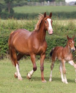 A21C8971 Warmblood Mare & Foal, Meadow Stud, UK