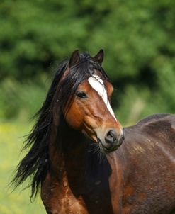 A21C7737 Welsh Pony, Butts Farm, UK