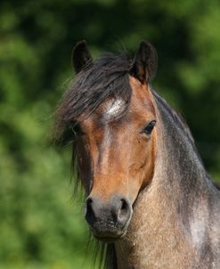 A21C7761 Welsh Pony, Butts Farm, UK