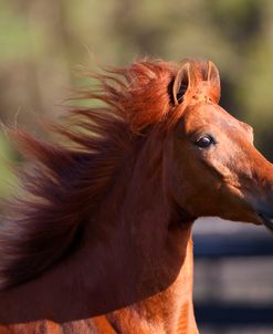 AV4C6418 Paso Fino Mare – La Evidencia De LM – Wildflower Paso Fino, FL