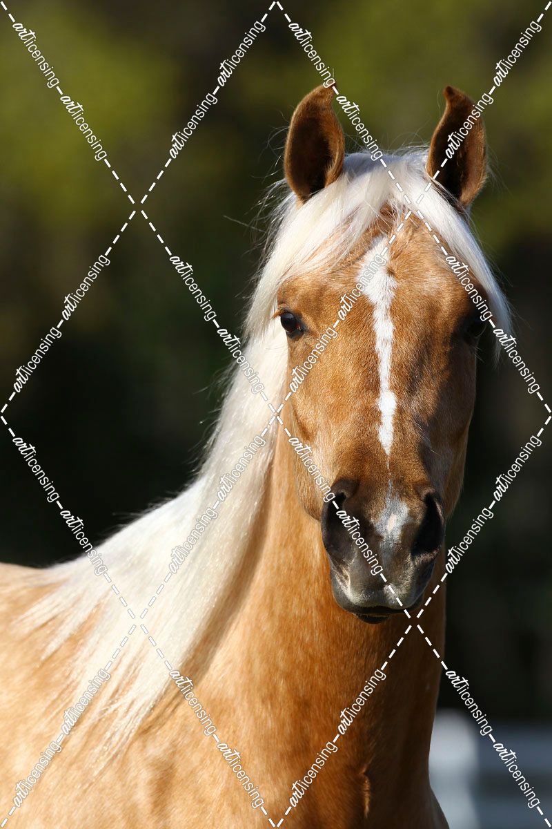 AV4C6989 Arab X Quarter Horse – GQ Lady Godiva – Owned By Michelle Chadwick, Hacienda Del Zoro, FL