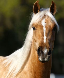 AV4C6989 Arab X Quarter Horse – GQ Lady Godiva – Owned By Michelle Chadwick, Hacienda Del Zoro, FL