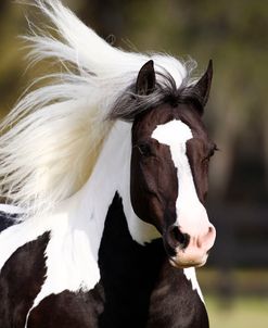 AV4C5248 Gypsy Vanner, WR Ranch, FL