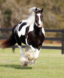 AV4C5264 Gypsy Vanner, WR Ranch, FL