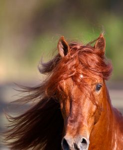 AV4C6034 Paso Fino Stallion – Empresario Del Conde – Wildflower Paso Fino, FL