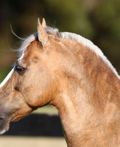 AV4C6278 Paso Fino Stallion – Bolero De Sierra Morena – Wildflower Paso Fino, FL