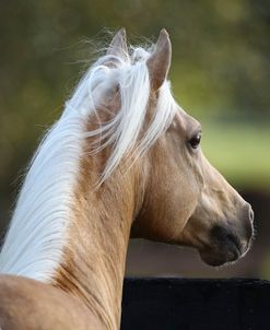 AV4C7789 Arab Palomino – Nugget – Owned ByIan Garden, FL