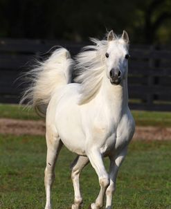 AV4C7796 Arab – Primo – Owned ByIan Garden, FL