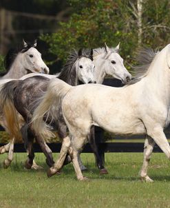 AV4C7930 Arabs, Owned ByIan Garden, FL