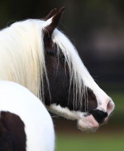 AV4C8333 Gypsy Vanner, Gypsy Gold, FL