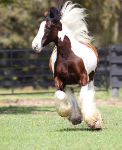 AV4C8725 Gypsy Vanner, Gypsy Gold, FL