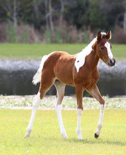 AV4C7364 Paint Foal – Alli – Lone Palm Ranch, FL