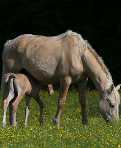 AY3V3796 Bashkir Curly Mare & Foal, Butts Farm, UK