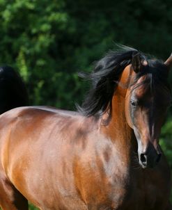 AY3V5540 Arab Stallion, Claverdon Stud, UK