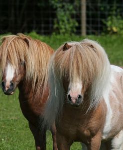 AY3V8100 Shetland Stallions, Skelberry Shetlands, UK