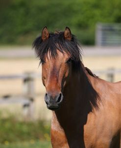 AY3V9132 Dun Dartmoor Pony, Chasend Stud, UK