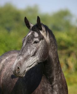 AY3V0682 Irish Sport Horse, Droys Court Farm, UK