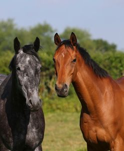 AY3V0691 Irish Sport Horse & Thoroughbred, Droys Court Farm, UK