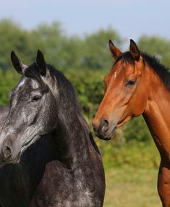 AY3V0705 Irish Sport Horse & Thoroughbred, Droys Court Farm, UK