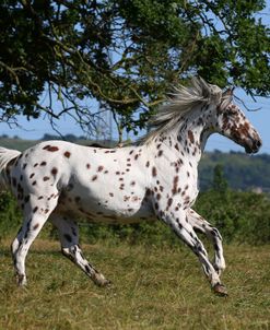 AY3V9747 Appaloosa, 3 Years, Droys Court Farm, UK