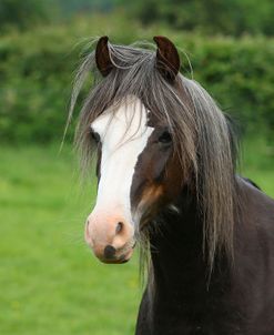 CQ2R5002 Welsh Mountain Pony, Llanarth Stud, UK