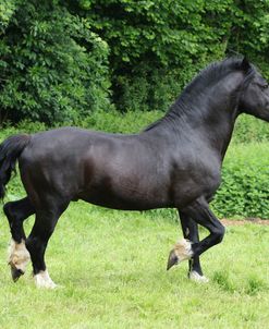 CQ2R5129 Welsh Cob Stallion, Llanarth Stud, UK