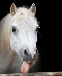 CQ2R5315 Tongue Out, Welsh Mountain Pony, Llanarth Stud, UK