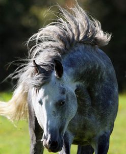 CQ2R6793 Arab Stallion, Warren Hill Arabians, Wales