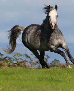 CQ2R6808 Arab Stallion, Warren Hill Arabians, Wales