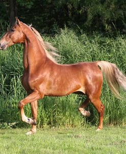 IMG_2053 Saddlebred – George – Wild Rose Farm, MI